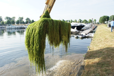 waterplanten